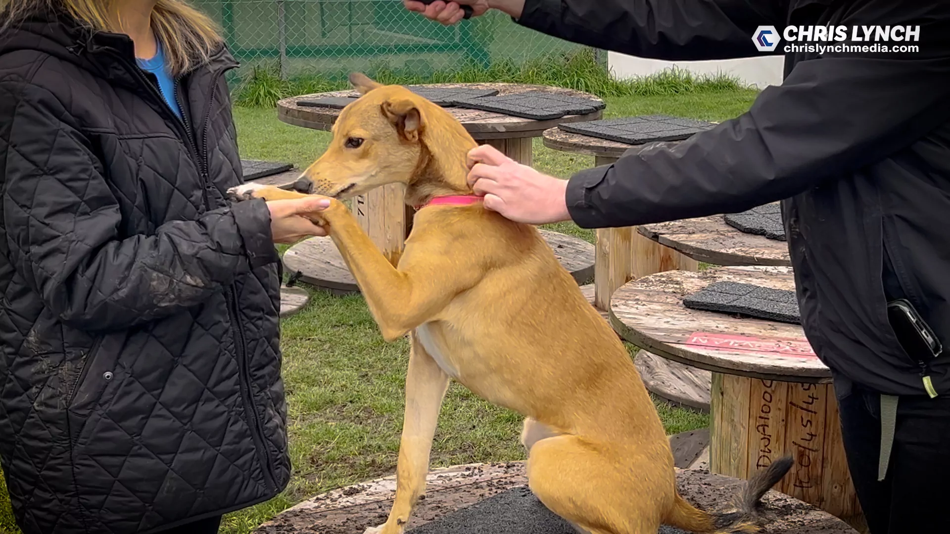 Meet Athena, whippet Greyhound mix. She needs a forever home! Can you please help?