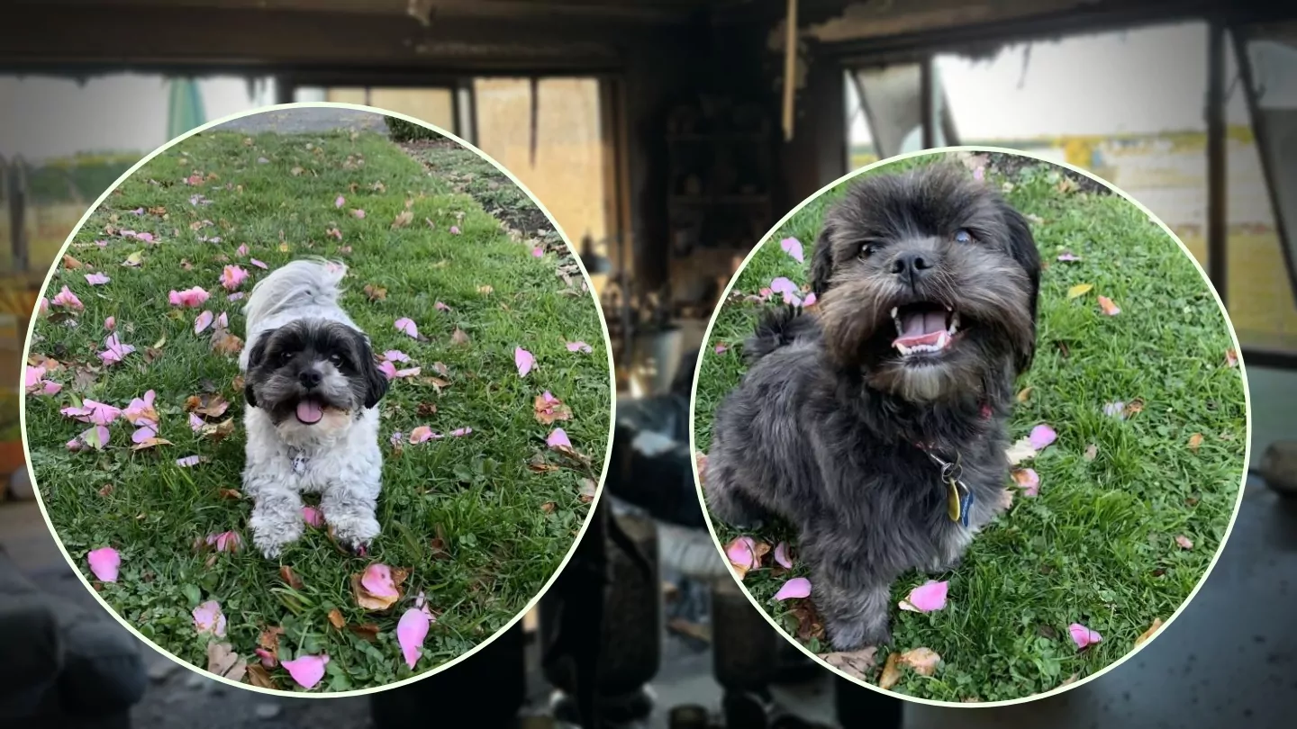 “They were my best friends.” House fire claims lives of two beloved dogs