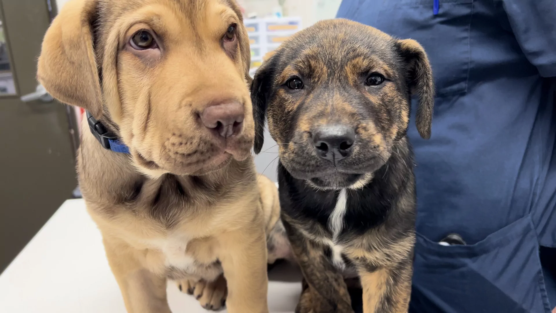 WATCH: Adorable puppies up for adoption at Christchurch SPCA