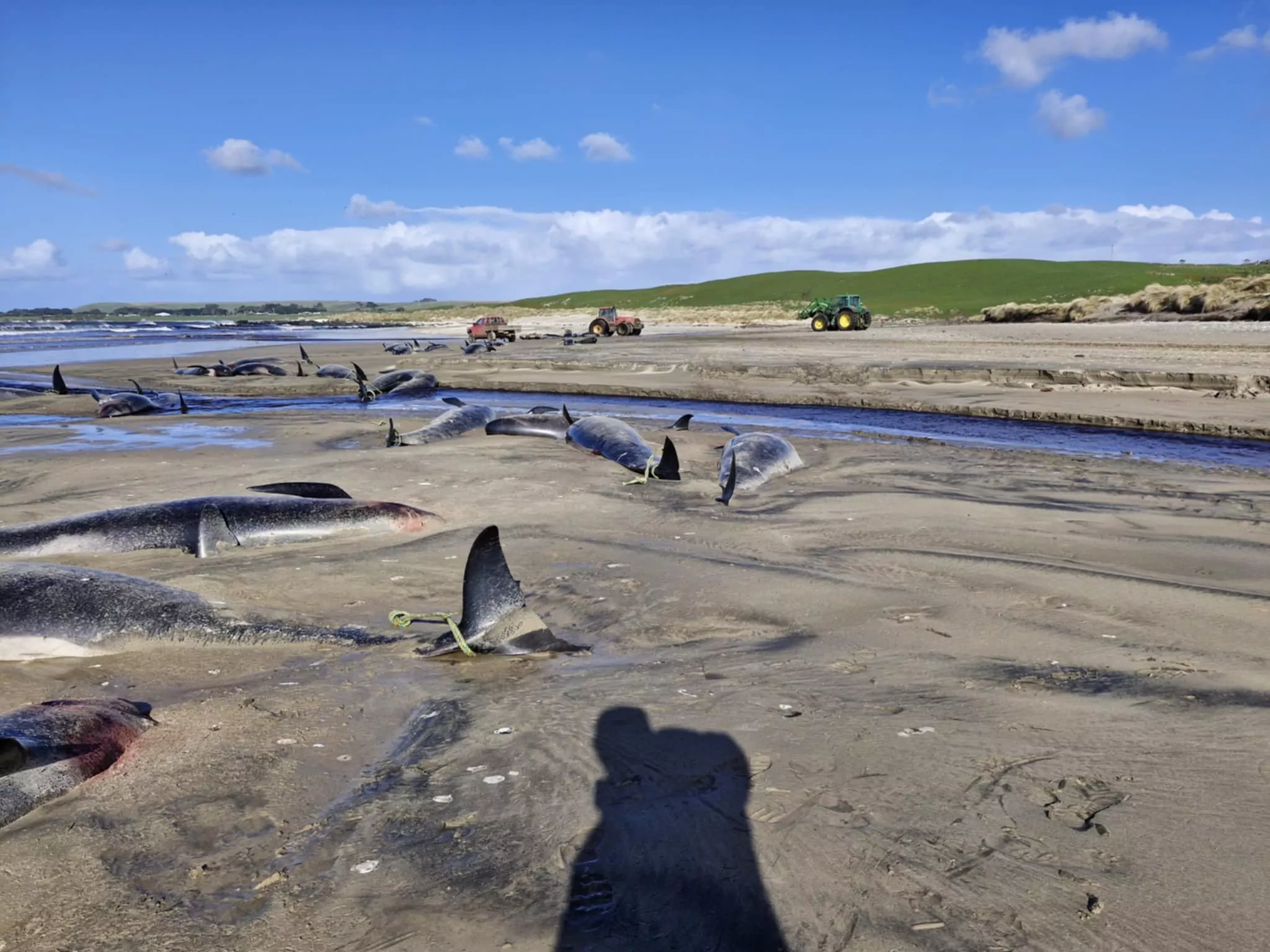 71 pilot whales stranded on Chatham Islands beach euthanised