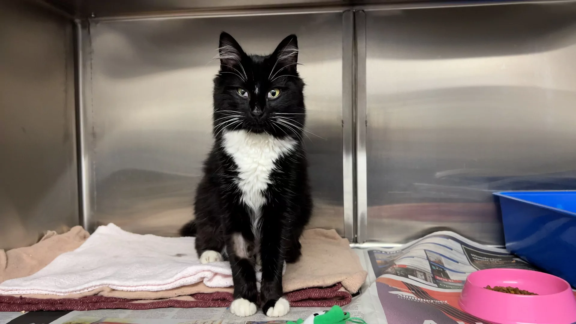 Affectionate kitten ‘Wingdings’ seeks forever home