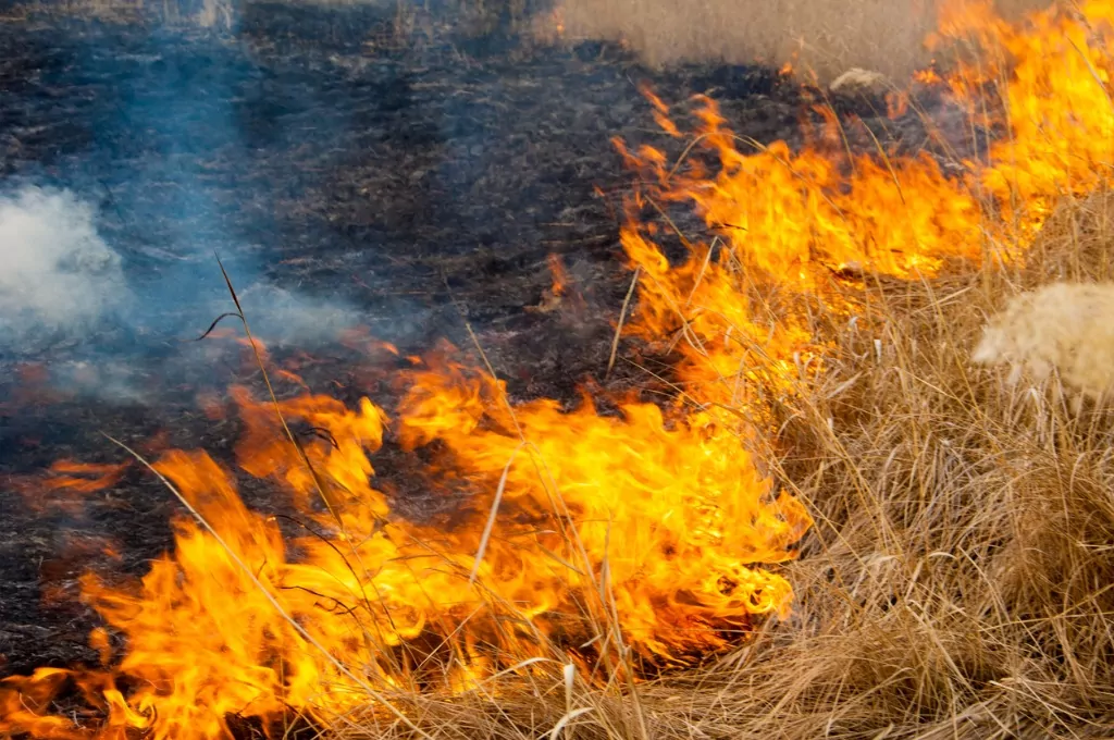 Fire in North Canterbury pine plantation contained but still burning