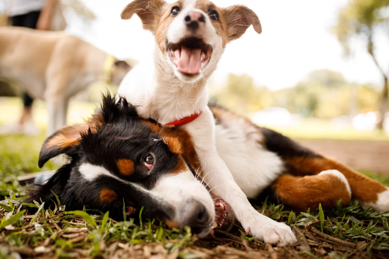 Christchurch City Council reviews dog control bylaw to protect wildlife