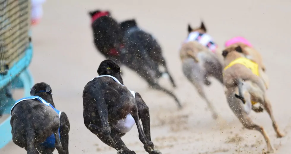 SAFE calls for urgent ban on greyhound racing after dog’s death at Addington