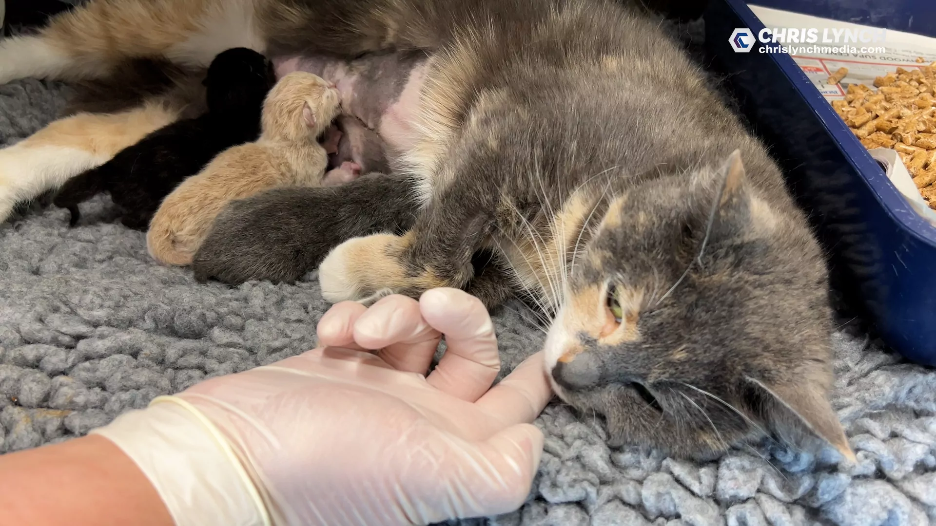 ▶️ Celebrating Veterinary Nurse Appreciation Week: Behind the Scenes with SPCA Christchurch’s Dedicated Team