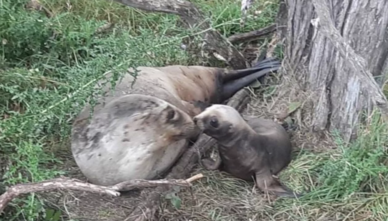 Mother of juvenile sea lion found shot in Catlins also killed, DOC calls for public help