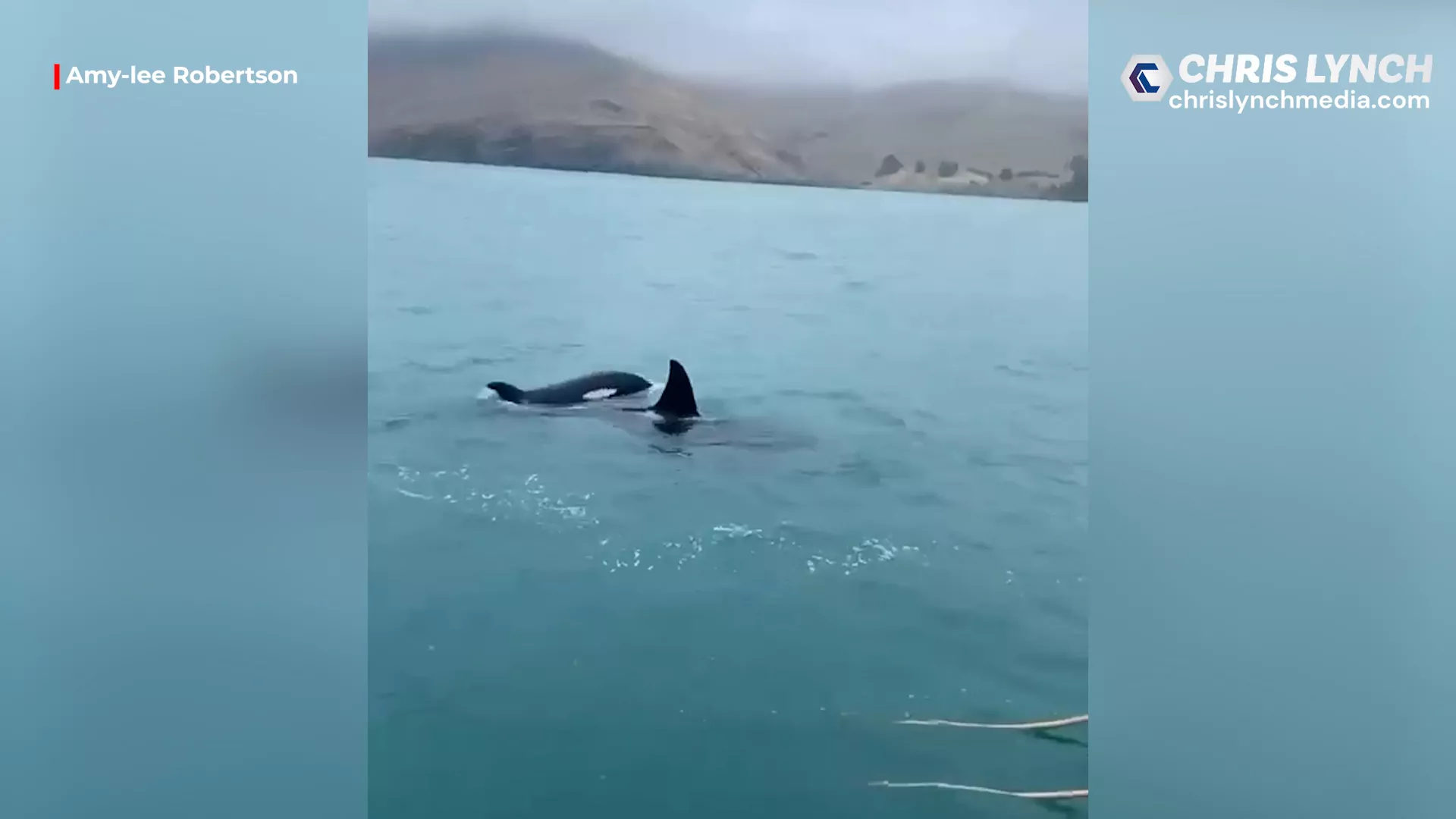 Christchurch family enjoys a close encounter with a pod of orcas