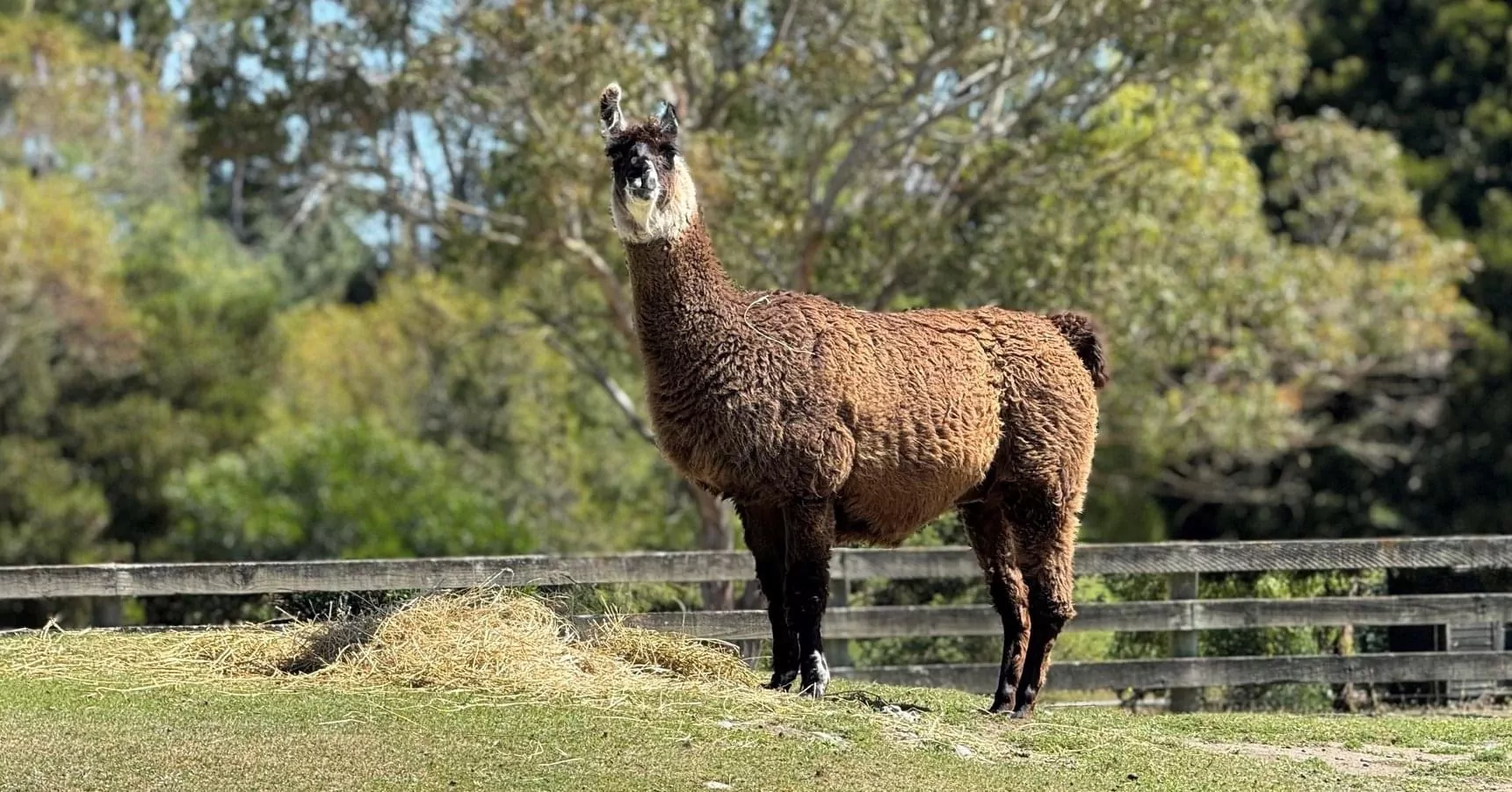 Orana Park mourns loss of beloved animals, celebrates new arrivals