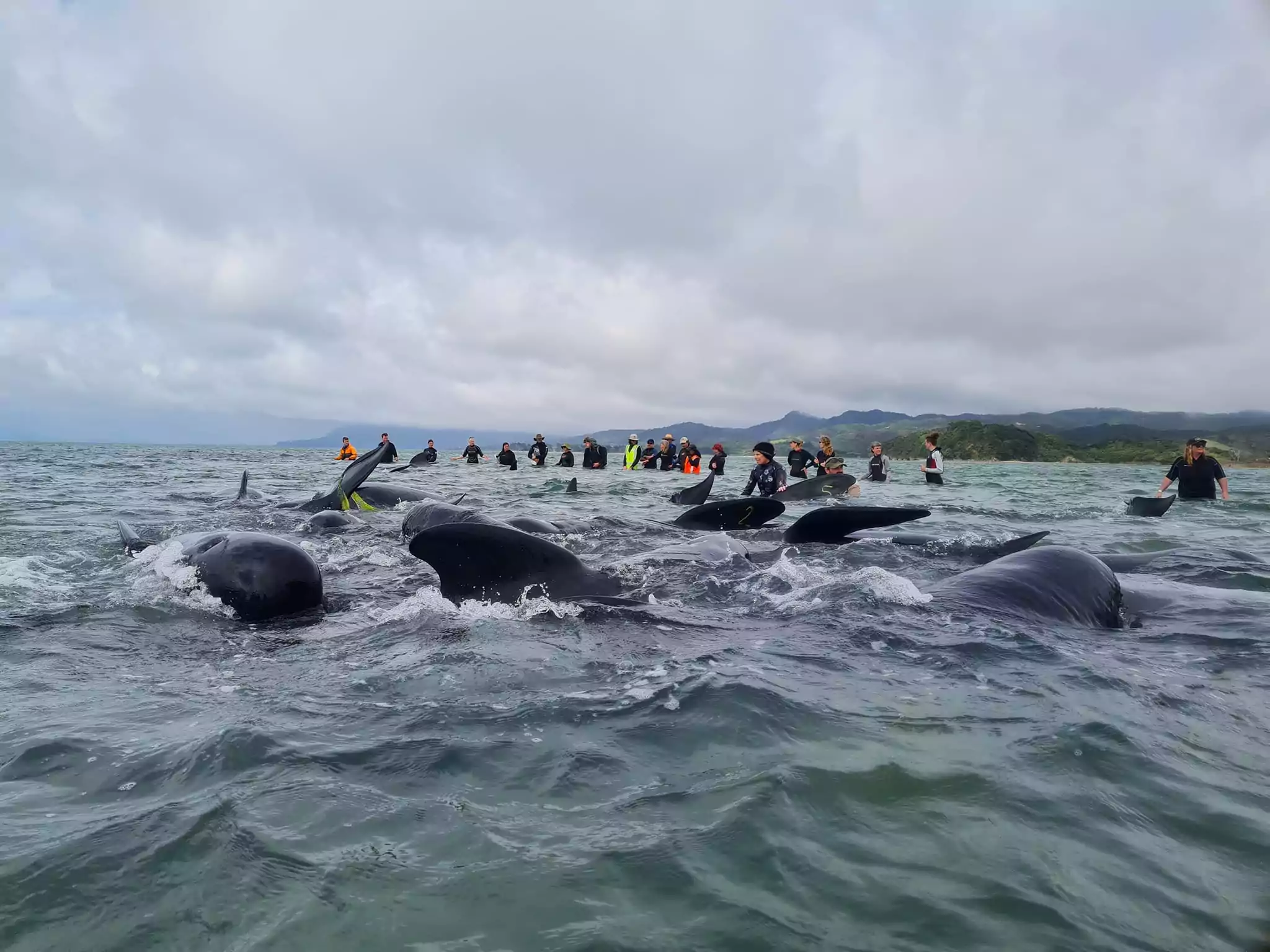 Long-finned pilot whales die after mass stranding on Farewell Spit