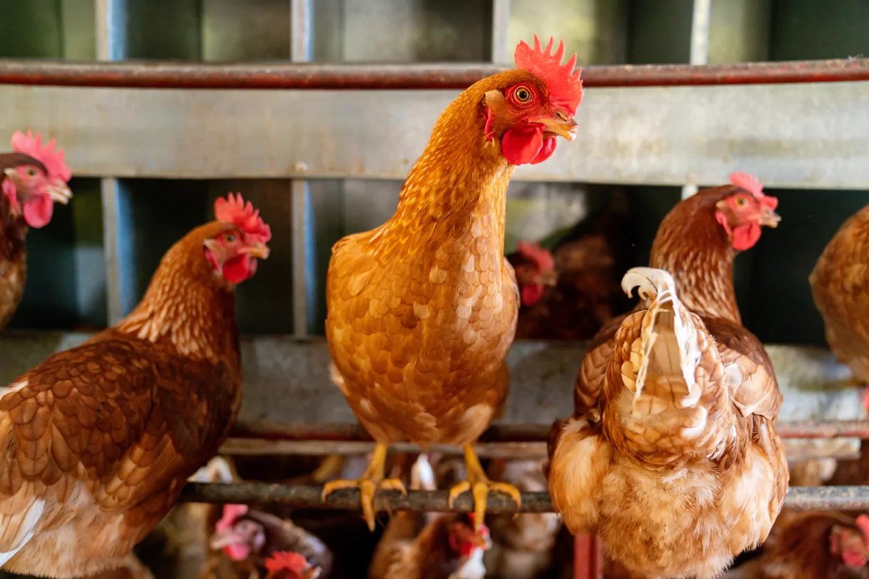 80,000 chickens to be culled after bird flu spreads at Otago farm