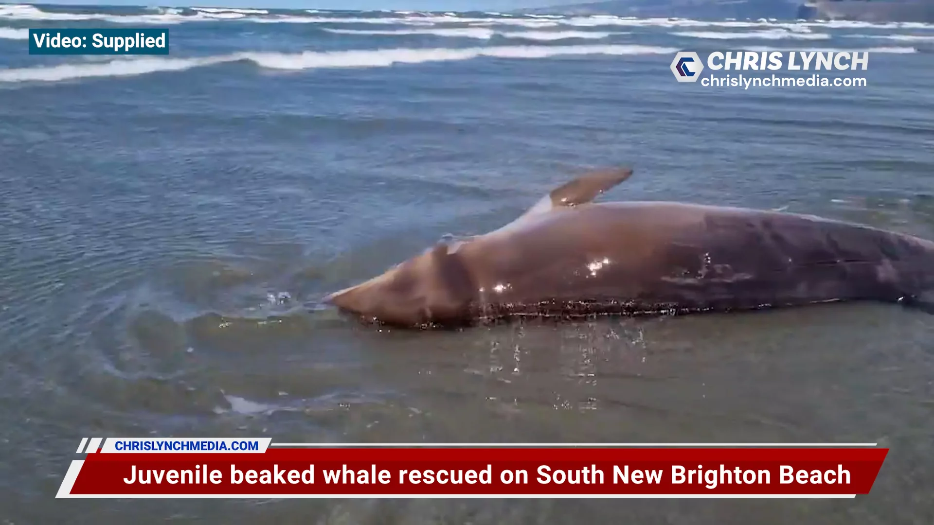 Juvenile beaked whale rescued at South New Brighton Beach