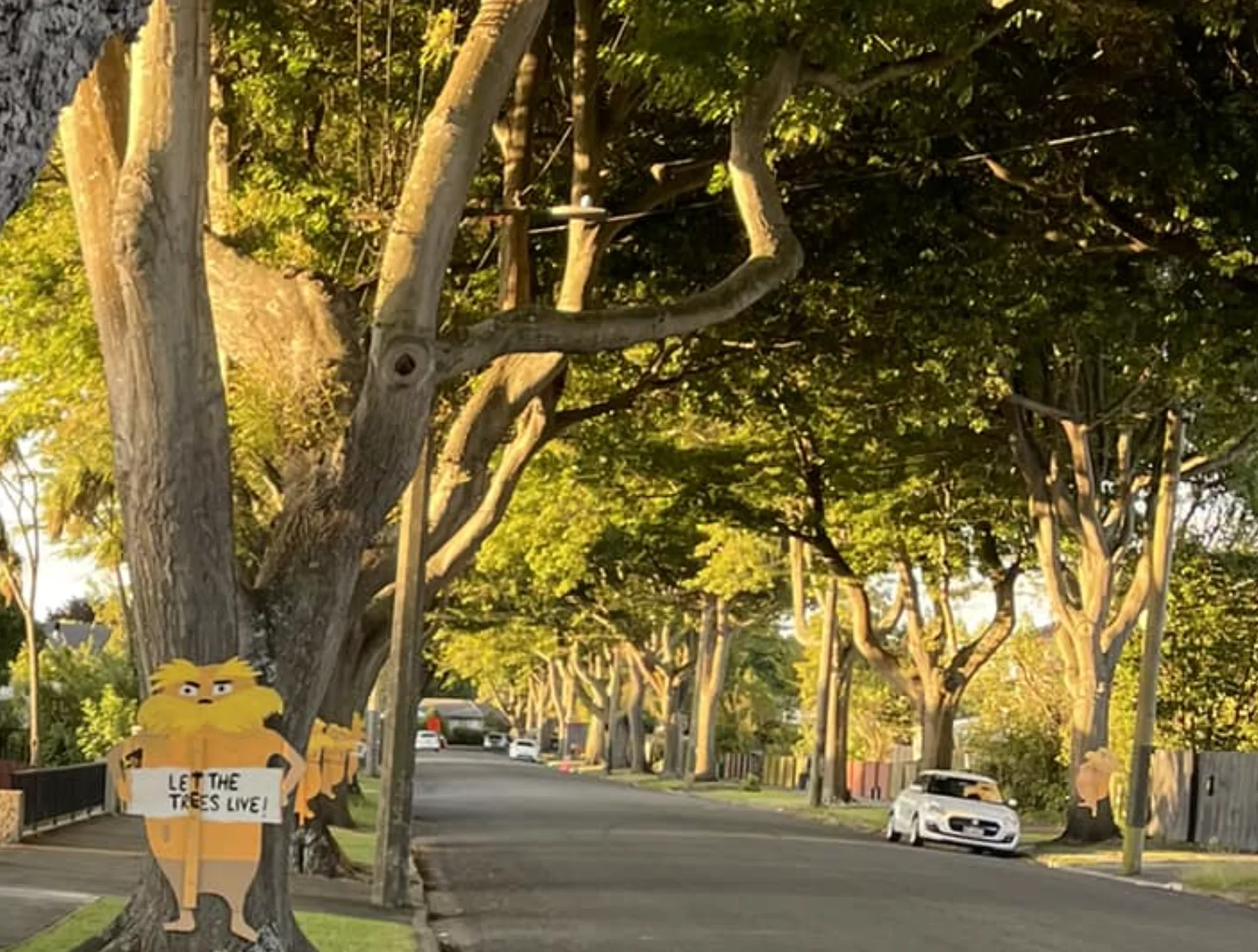 ‘Symbolic’ trees spared as council postpones removal from Emmett and Riselaw Streets