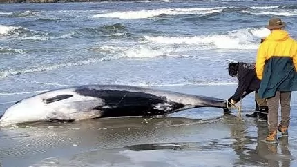 Two “rarely seen” whales found stranded near Spencer Park