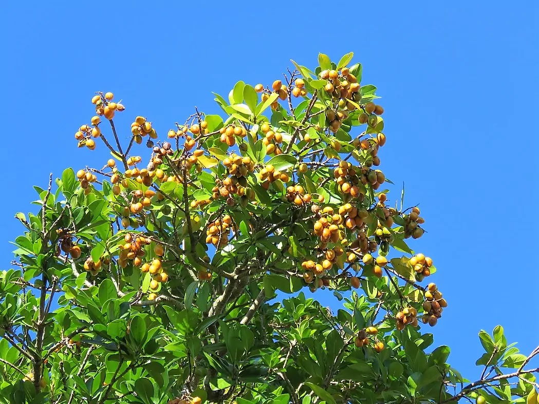 Summer dangers: dog owners warned about toxic berries and algae