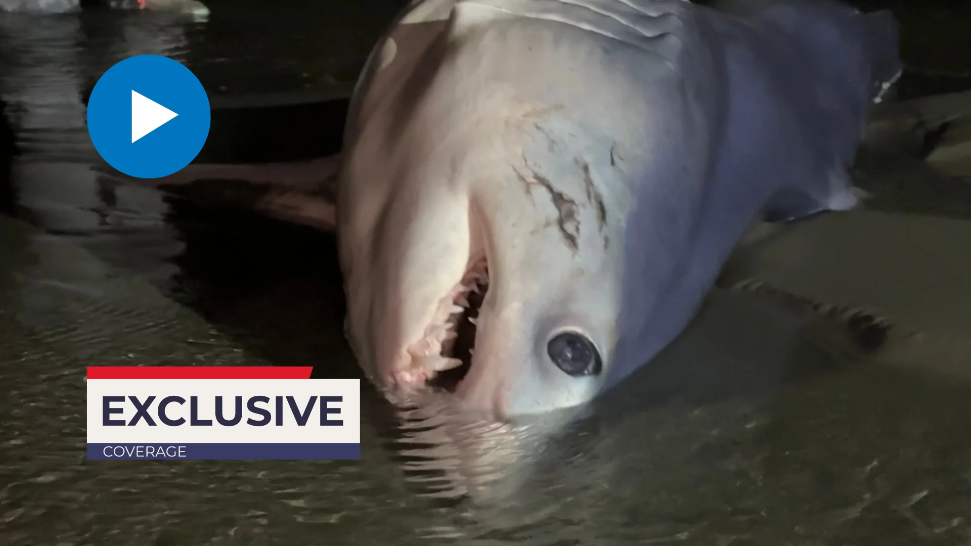 Mako shark found on Christchurch beach dies overnight