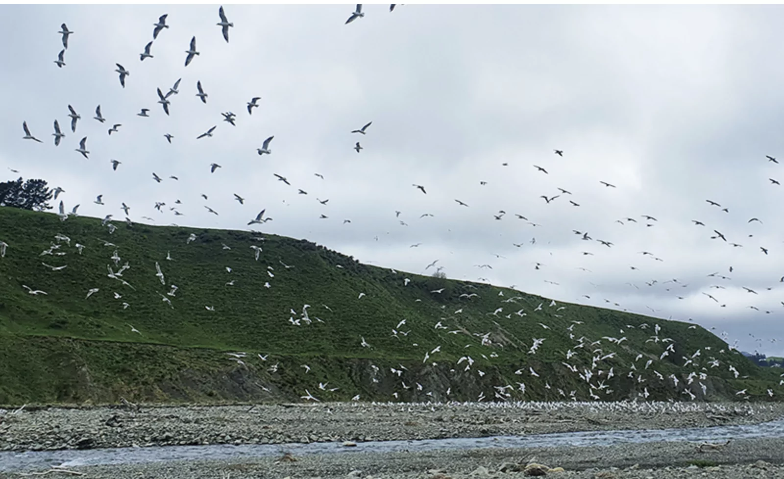 Kaikoura gull colony gets boost with funding for predator control