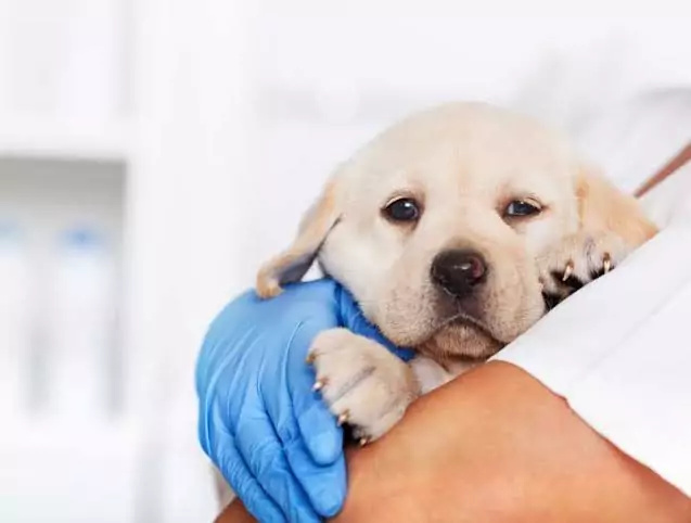 Christchurch vet clinic warns of new surge in deadly parvovirus cases