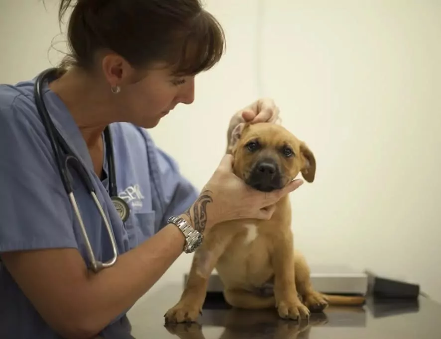 Surge in canine parvovirus cases in Linwood, Aranui, and Wainoni prompts urgent SPCA warning