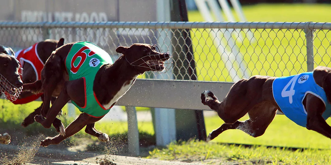 Greyhound dies at Addington Raceway as industry faces future ban